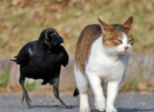 Sloth (USA-2) : Don't Be So Snooty, Cutie!